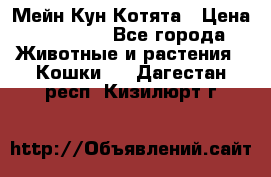 Мейн Кун Котята › Цена ­ 15 000 - Все города Животные и растения » Кошки   . Дагестан респ.,Кизилюрт г.